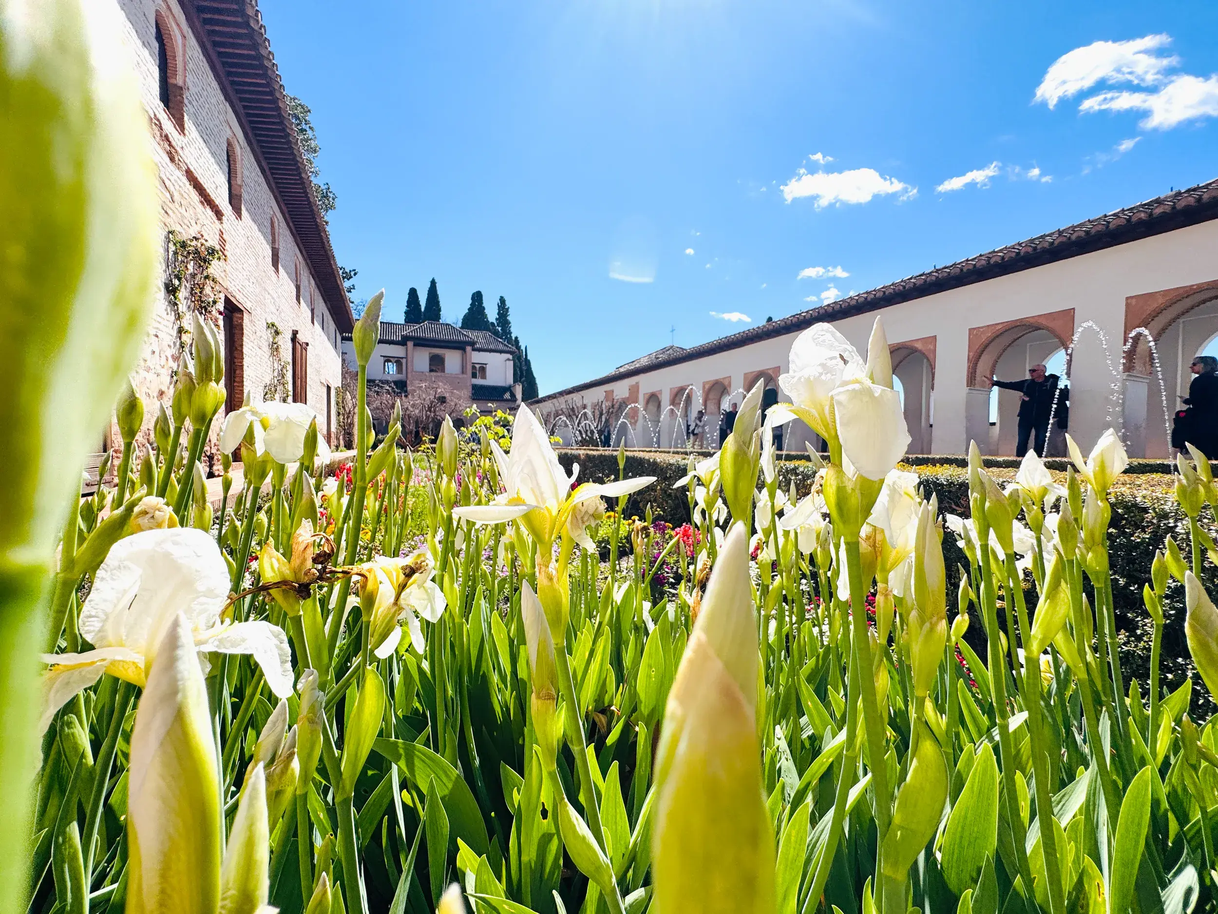 Üppig blühende weiße Iris im sonnigen Generalife Garten der Alhambra mit maurischen Arkaden und Wasserspielen im Hintergrund.