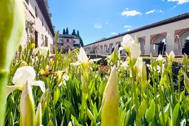 Üppig blühende weiße Iris im sonnigen Generalife Garten der Alhambra mit maurischen Arkaden und Wasserspielen im Hintergrund.