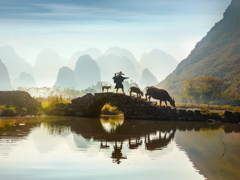 Chinesischer Bauer mit Wasserbüffel auf einer Steinbrücke am Li-Fluss vor den nebligen Karstbergen von Guilin am Morgen.