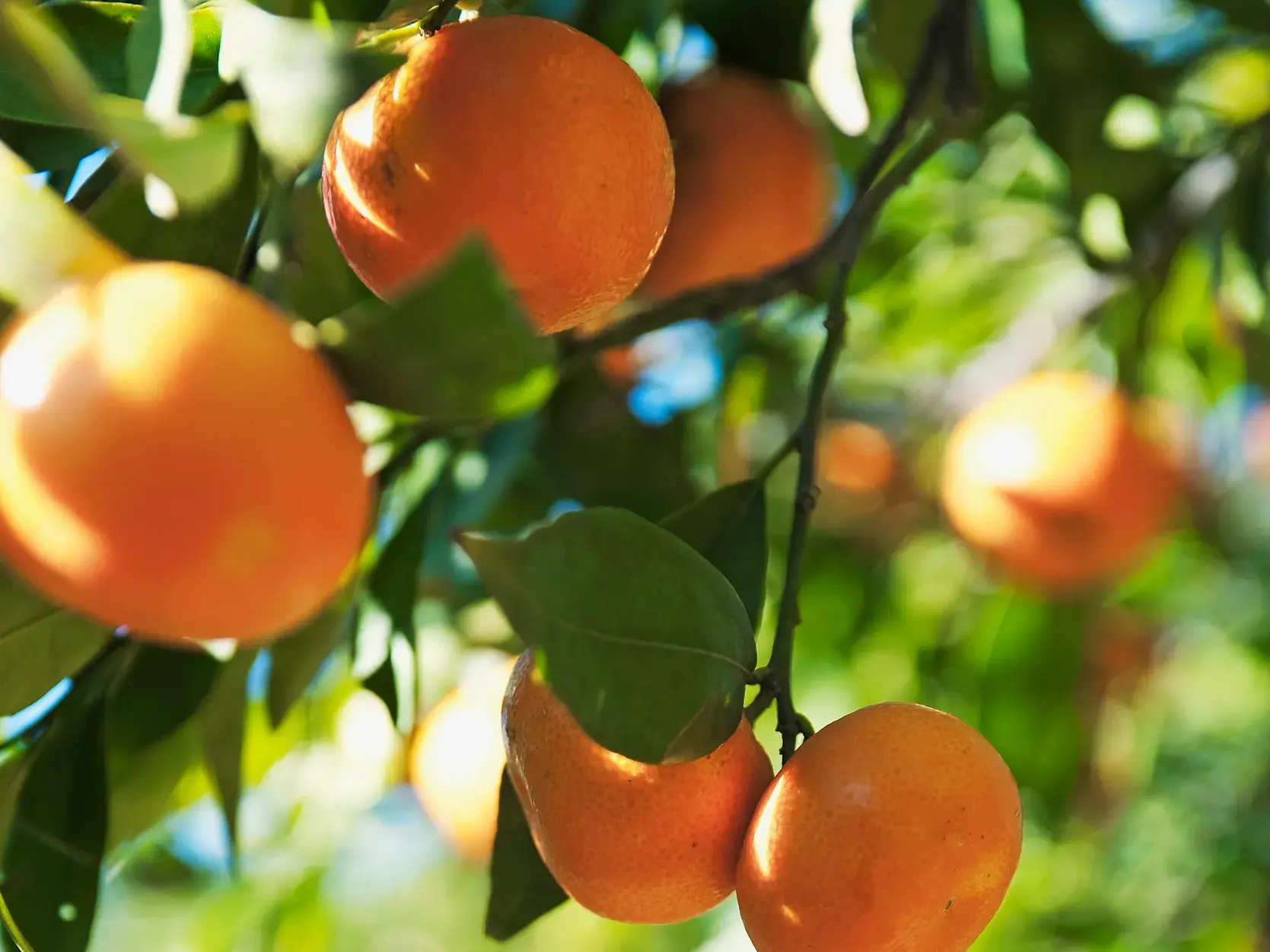 Saftige, reife Orangen hängen an einem Baum auf Sizilien und spiegeln die mediterrane Fülle der Äolischen Inseln wider.