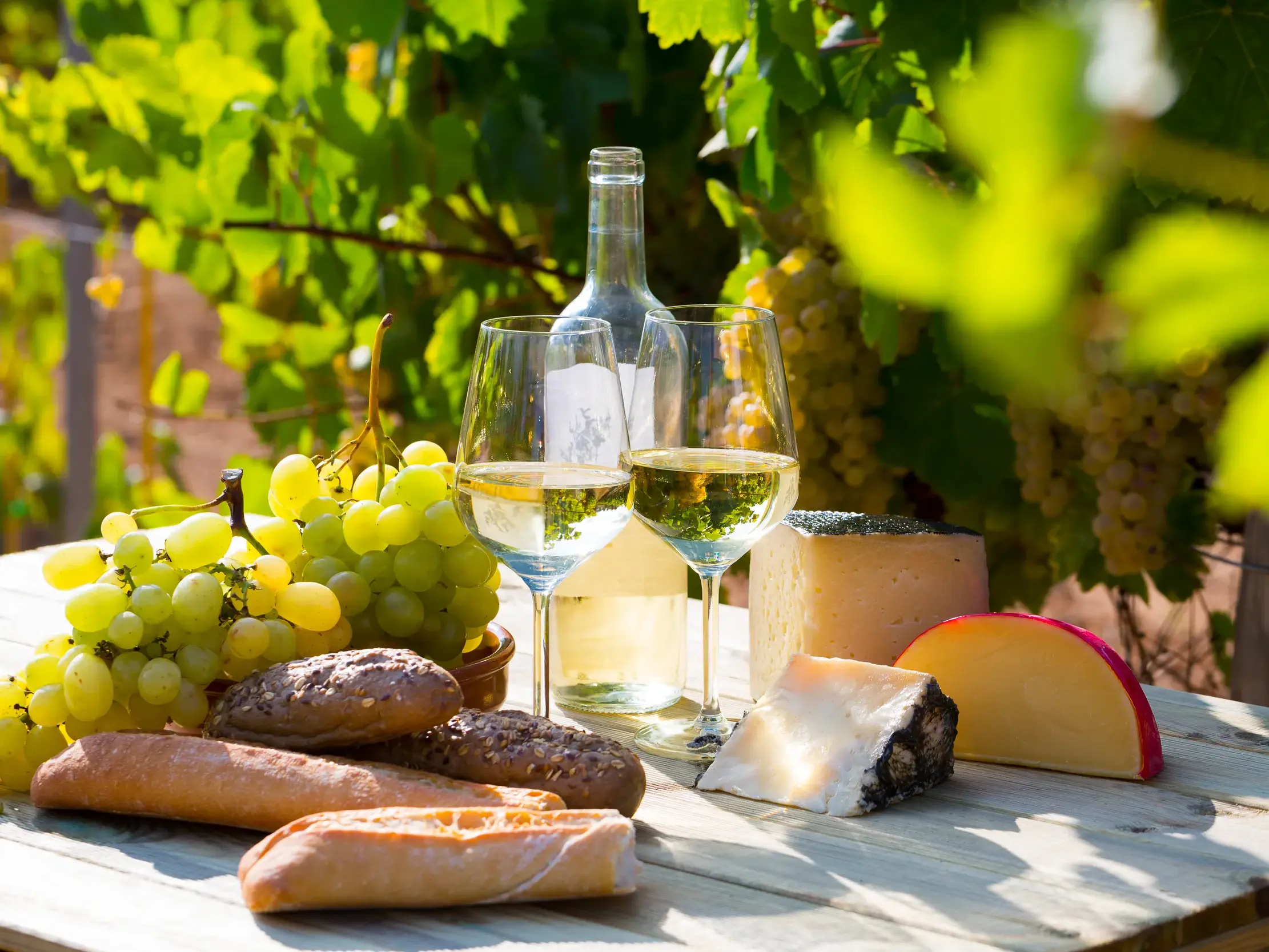 Gedeckter Holztisch mit Weißwein, Käsevariationen, Brot und Weintrauben in einem sonnigen Weinberg in Südfrankreich.