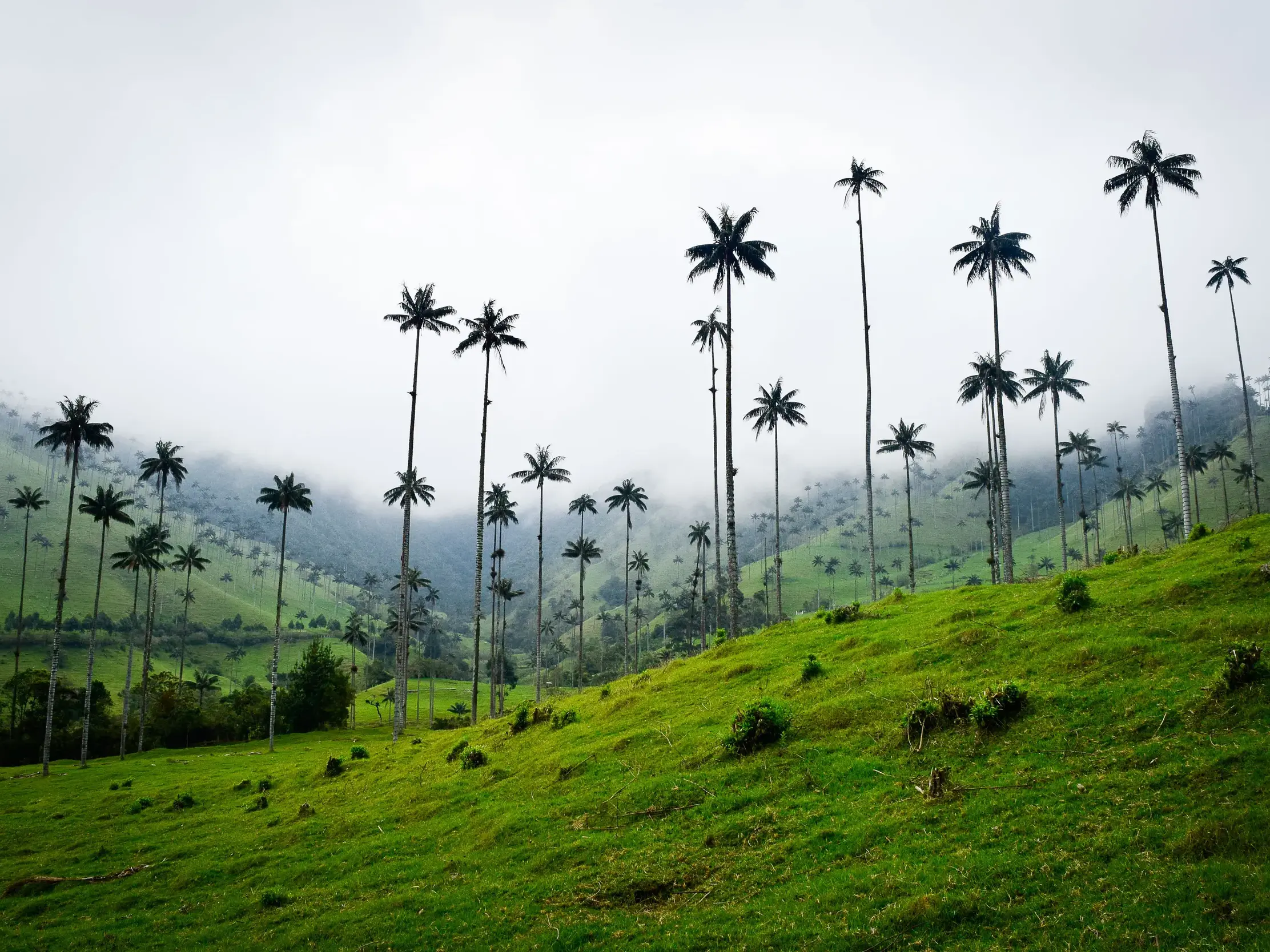 Wanderung durch das neblige Cocora-Tal vorbei an gigantischen Wachspalmen, die auf saftig grünen Hügeln emporragen.