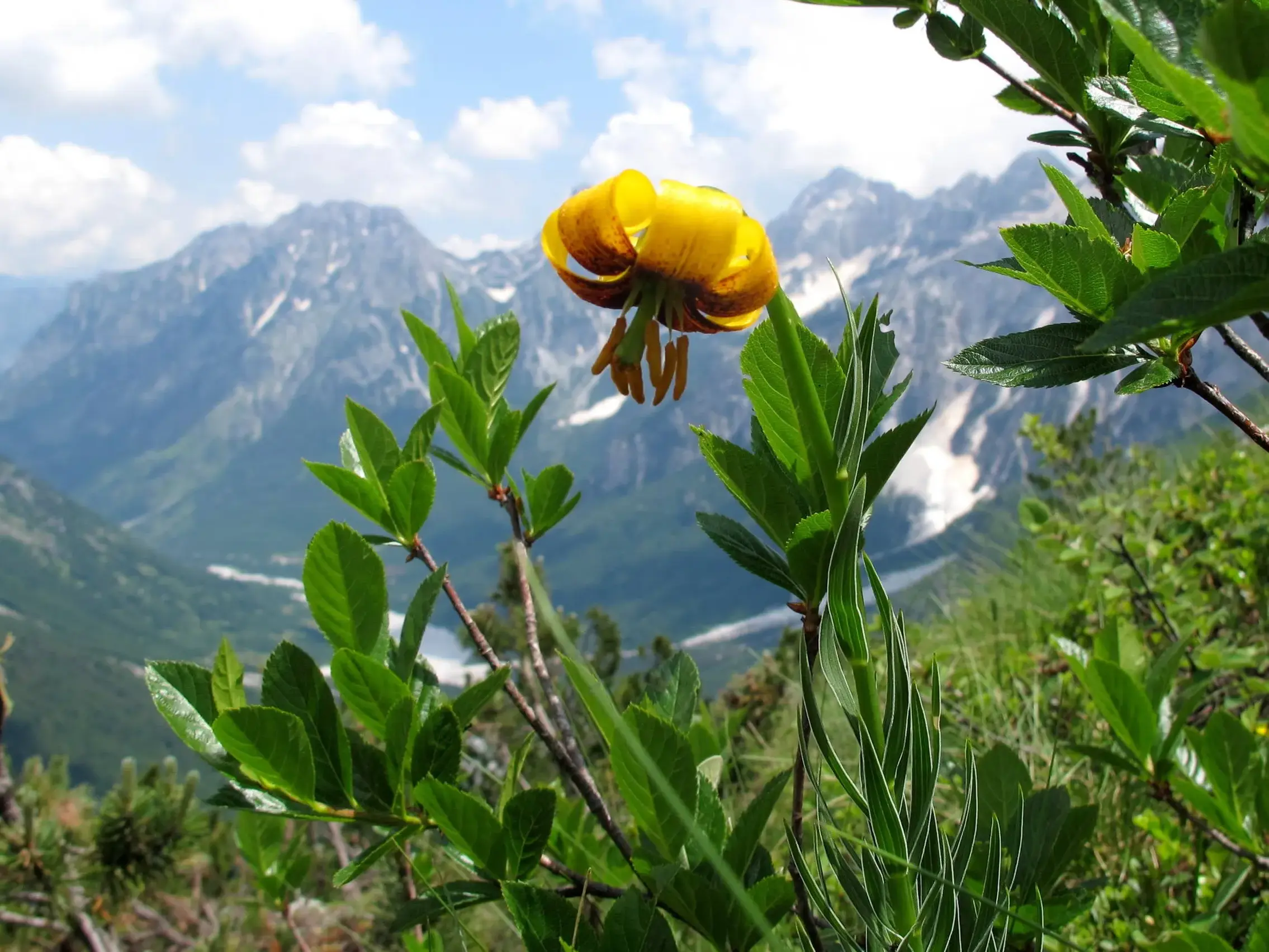 Eine gelbe Bergblume blüht auf einer Almwiese vor dem Panorama der schroffen Gipfel der Albanischen Alpen bei Theth.