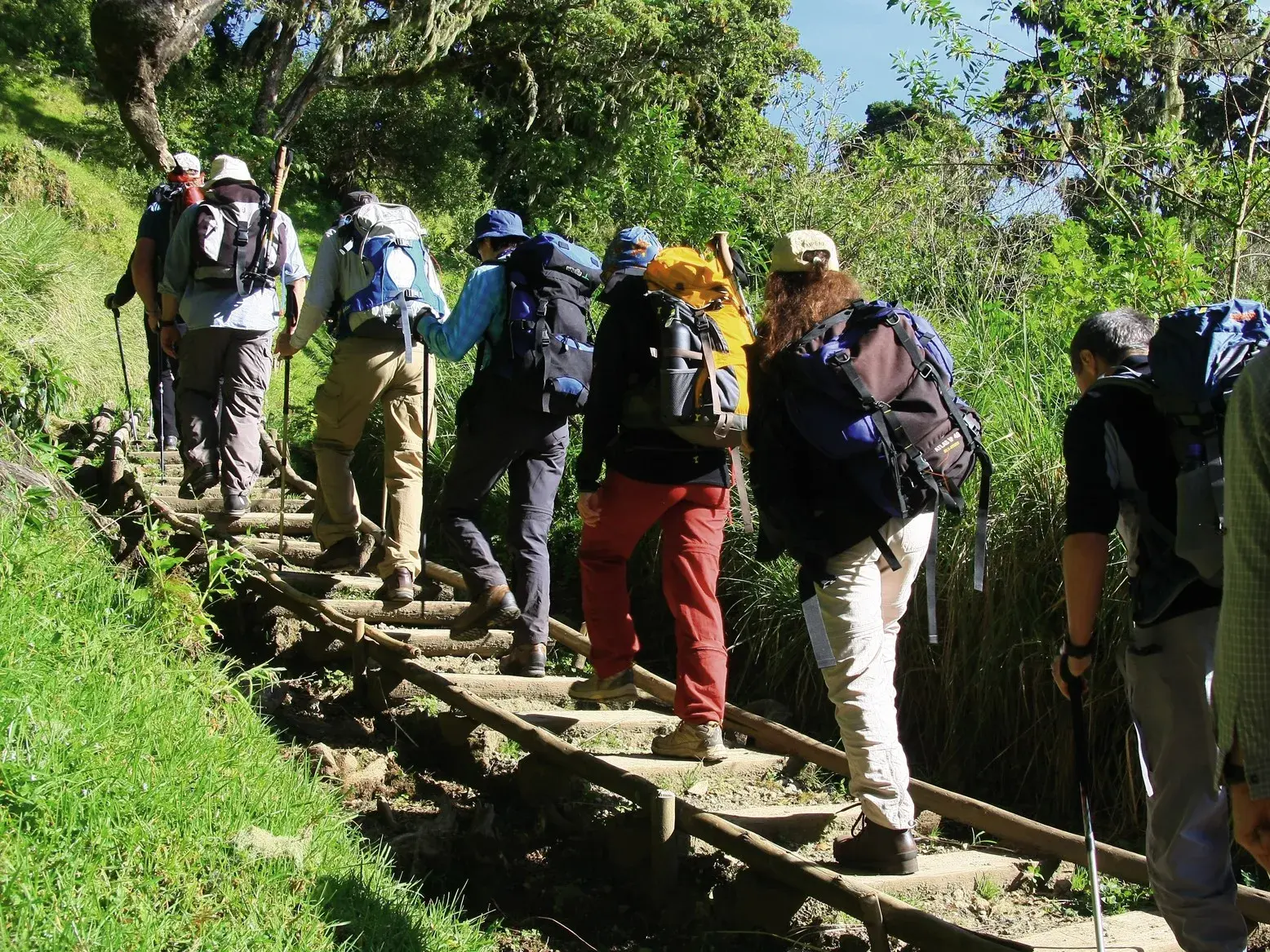 Eine Trekking-Reisegruppe steigt über rustikale Holzstufen auf einem grünen Wanderpfad am Mount Meru in Tansania auf.