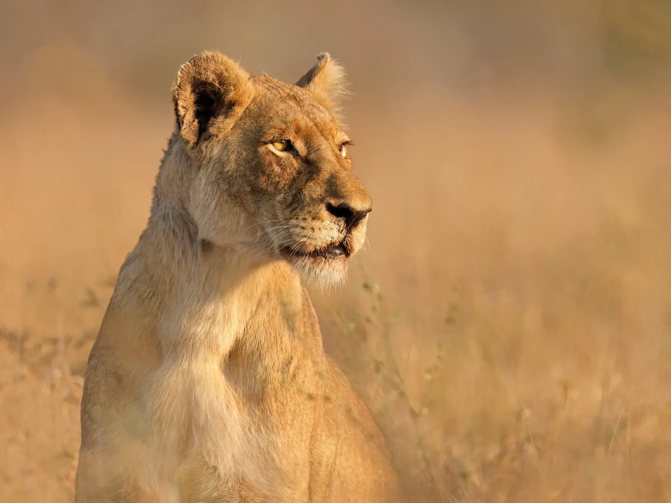 Eine aufmerksame Löwin im warmen Abendlicht der Savanne, beobachtet auf einer Safari im Etosha Nationalpark.