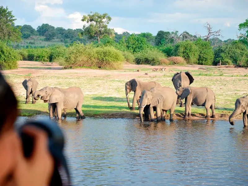 Ein Reisender auf Safari fotografiert eine Herde Elefanten, die an einem Wasserloch im Chobe-Nationalpark in Botswana trinkt.