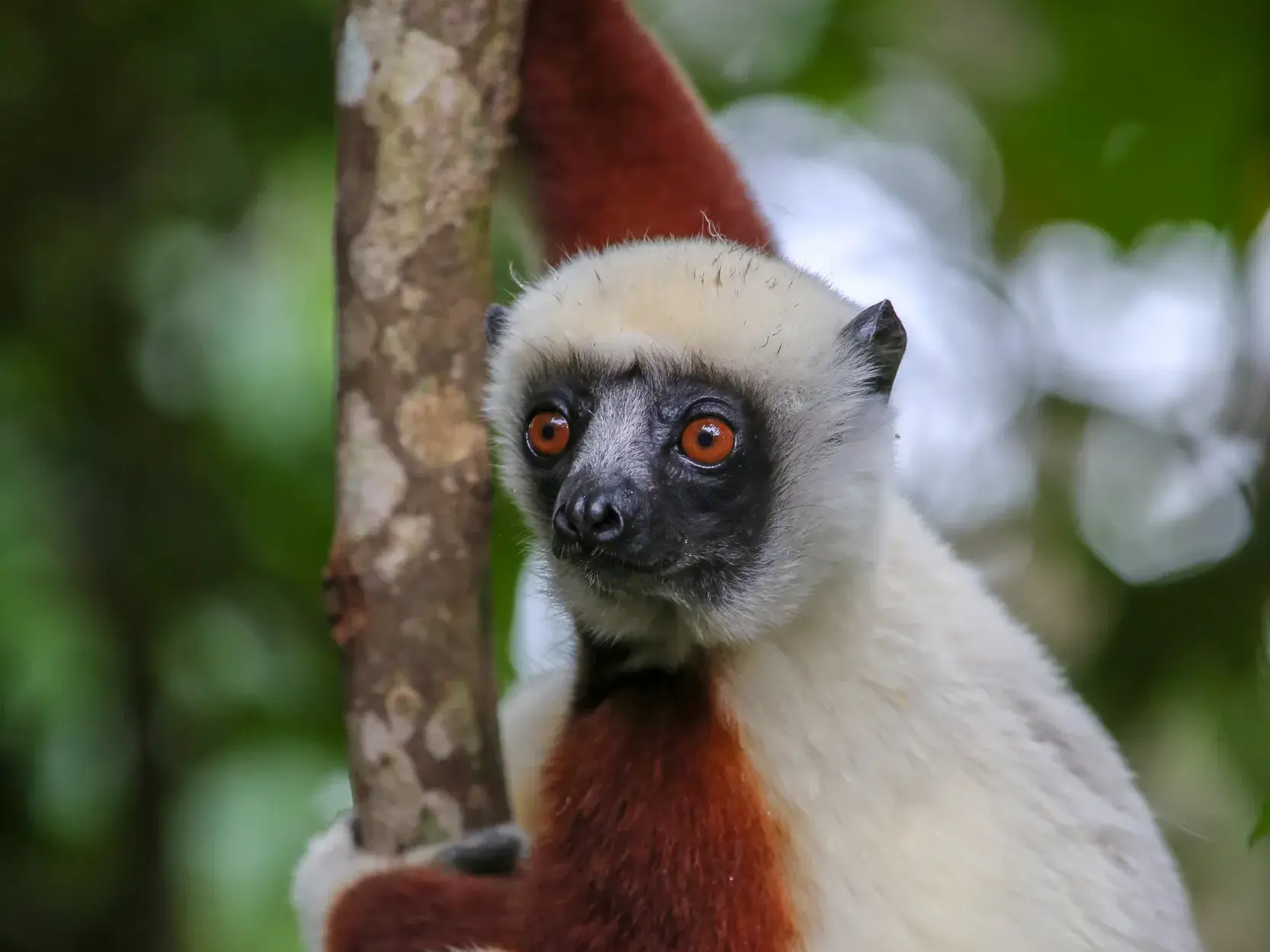 Ein Coquerel-Sifaka mit großen, orangen Augen klammert sich an einen Ast in den Wäldern von Madagaskar.