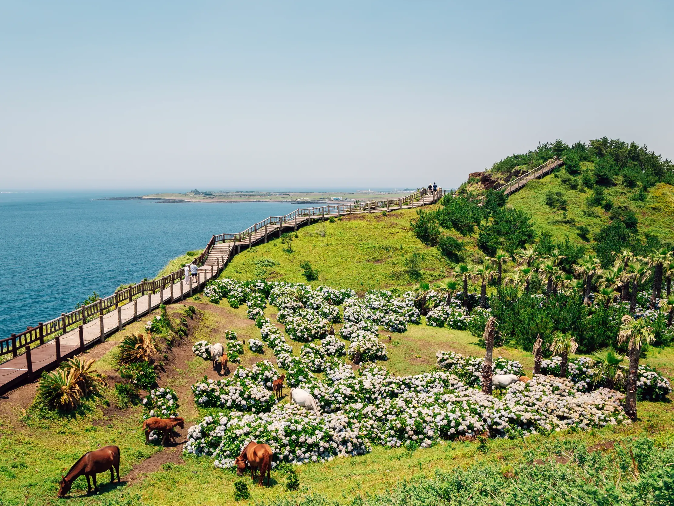 Holzsteg an der grünen Küste der südkoreanischen Insel Jeju, wo Ponys zwischen blühenden Hortensien am Meer grasen.