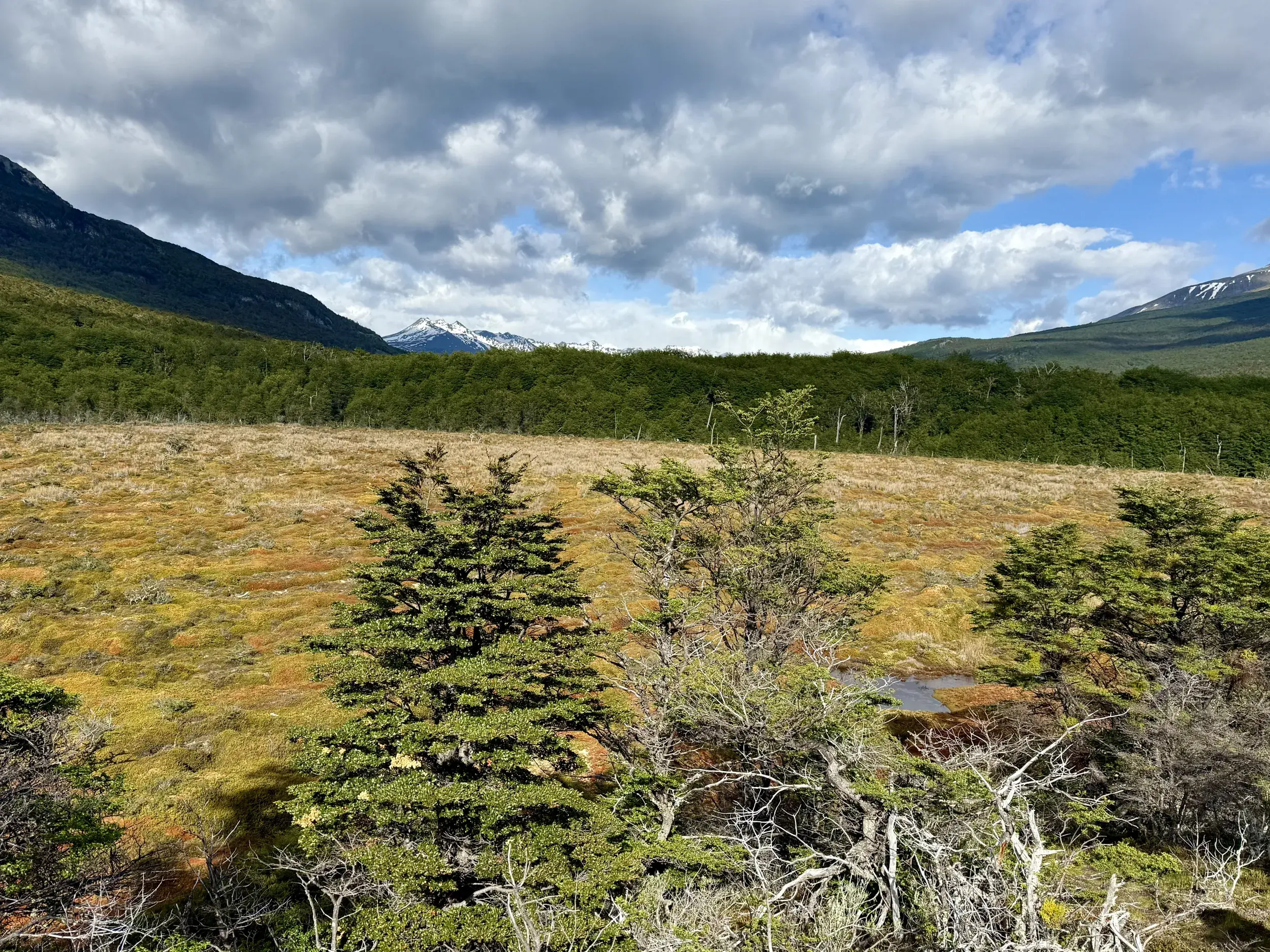 Weite Moorlandschaft im Nationalpark Tierra del Fuego mit Südbuchenwäldern und den schneebedeckten Anden am Horizont.