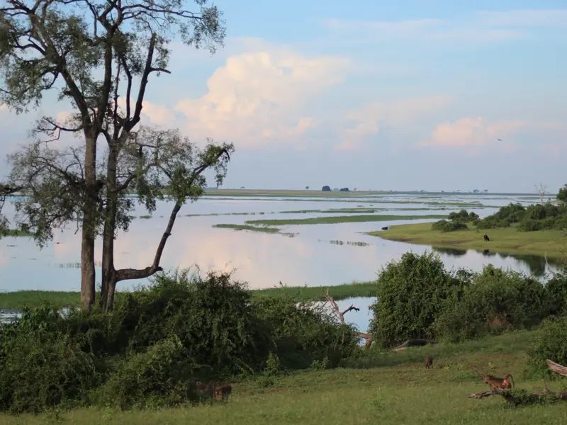 Weite Flusslandschaft des Chobe River in Botswana mit grünen Überschwemmungsflächen, einem Baum und Pavianen am Ufer.