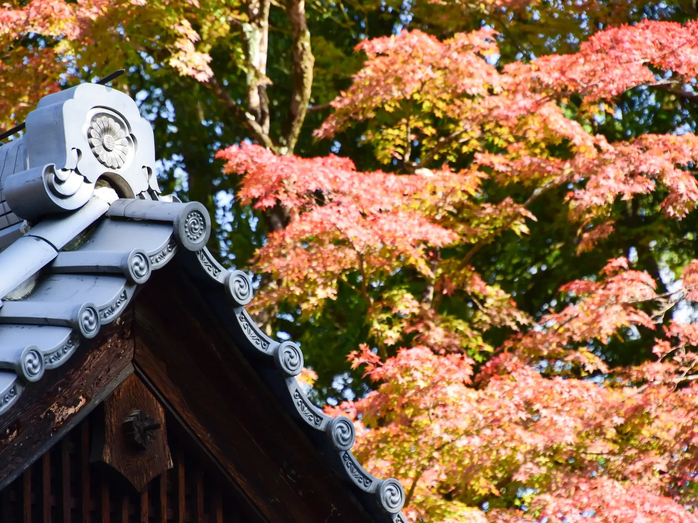 Detailansicht eines traditionellen japanischen Tempeldachs mit kunstvollen Ziegeln vor rot gefärbtem Ahornlaub im Herbst.