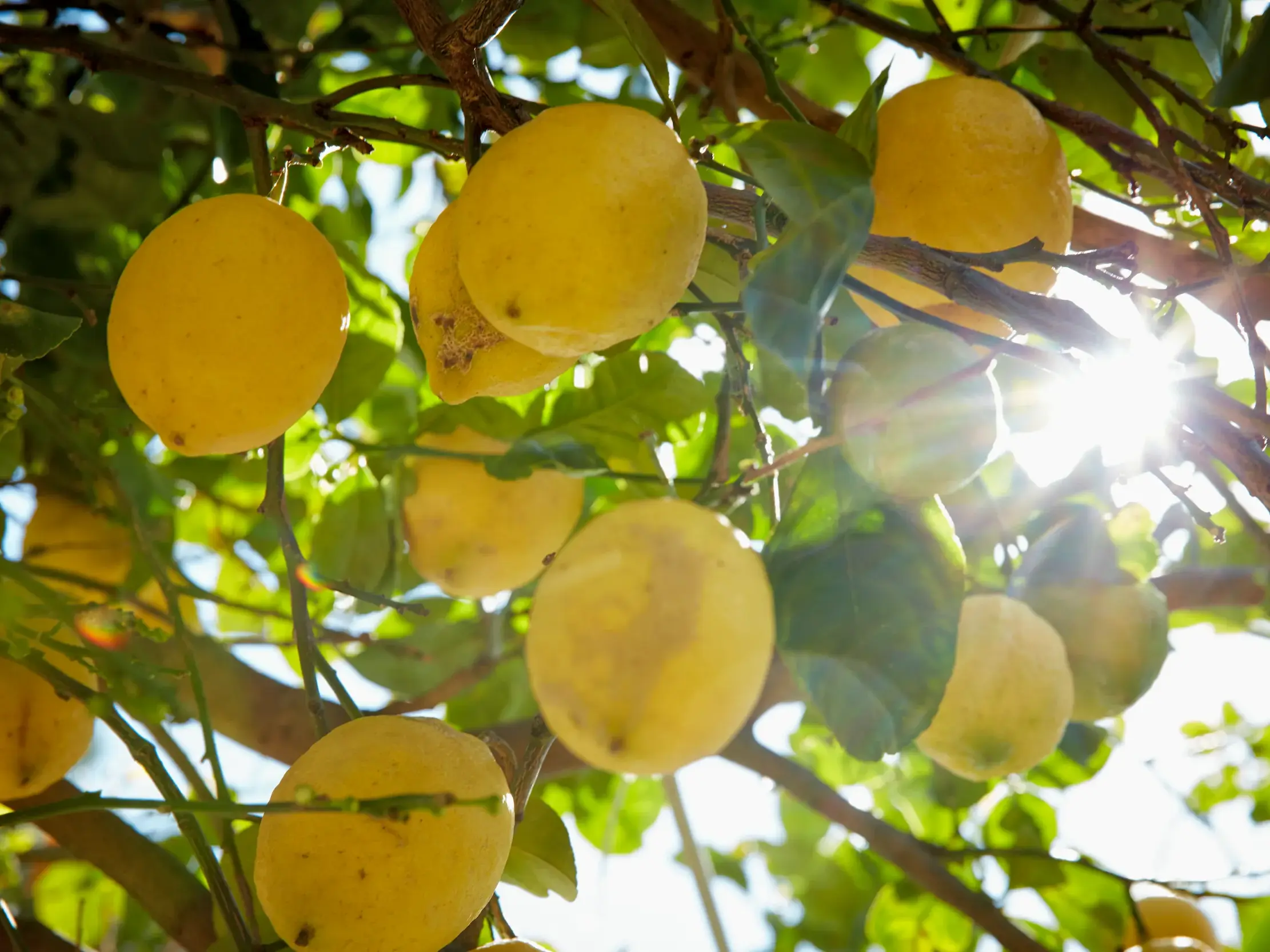 Sonnengereifte gelbe Zitronen an einem Baum im Nationalpark Cilento, aus denen leckeres Eis hergestellt wird.