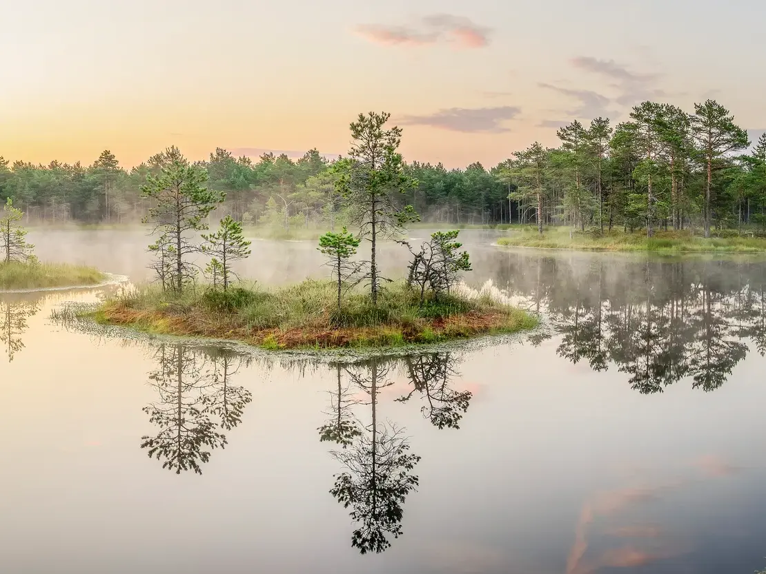 Eine kleine, mit Kiefern bewachsene Insel spiegelt sich im ruhigen Wasser des nebligen Lahemaa Nationalparks in Estland.