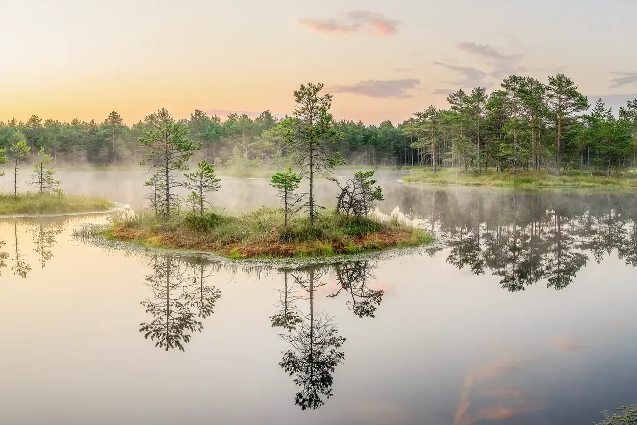 Eine kleine, mit Kiefern bewachsene Insel spiegelt sich im ruhigen Wasser des nebligen Lahemaa Nationalparks in Estland.