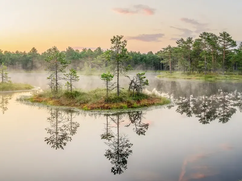 Eine kleine, mit Kiefern bewachsene Insel spiegelt sich im ruhigen Wasser des nebligen Lahemaa Nationalparks in Estland.