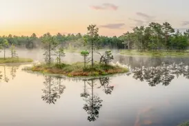 Eine kleine, mit Kiefern bewachsene Insel spiegelt sich im ruhigen Wasser des nebligen Lahemaa Nationalparks in Estland.