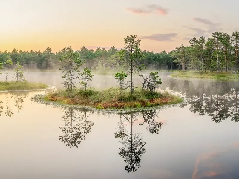 Kleine Kieferninseln spiegeln sich im nebligen Wasser eines baltischen Hochmoors bei Sonnenaufgang im Lahemaa Nationalpark.