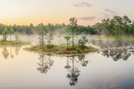 Kleine Kieferninseln spiegeln sich im nebligen Wasser eines baltischen Hochmoors bei Sonnenaufgang im Lahemaa Nationalpark.