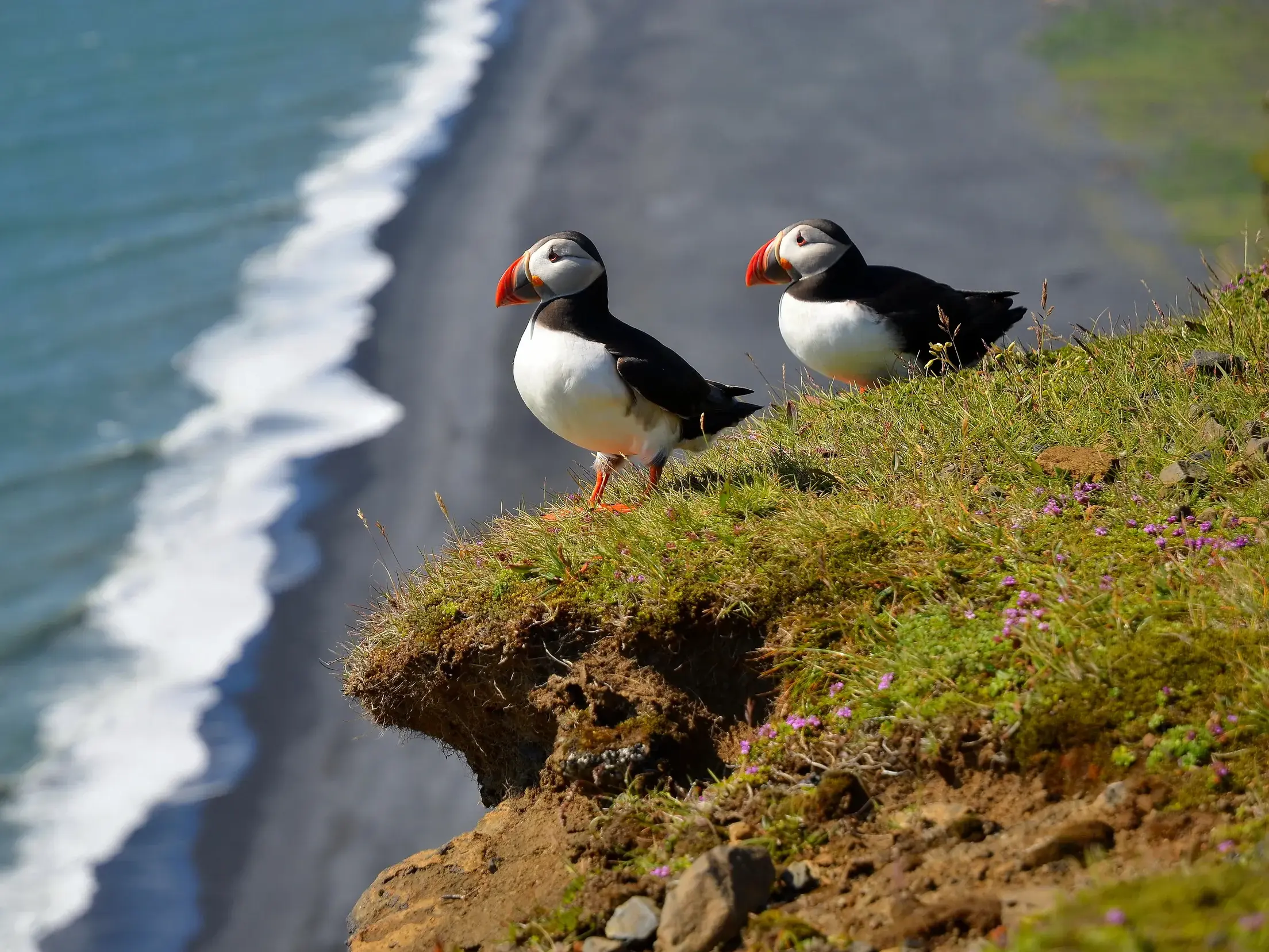 Zwei Papageientaucher mit bunten Schnäbeln auf einer grünen Klippe, mit Blick auf die Brandung am schwarzen Sandstrand Islands.