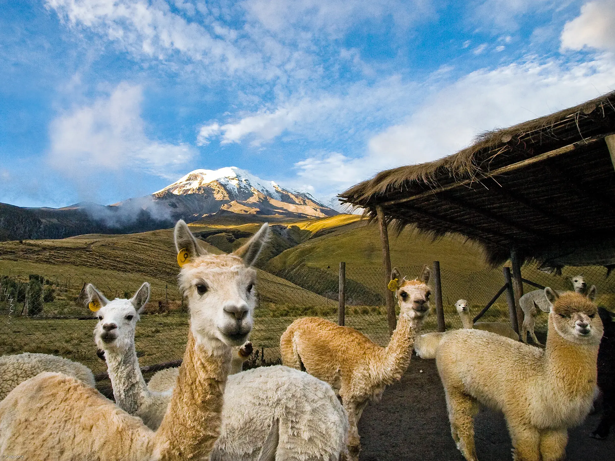Eine Herde neugieriger Lamas blickt in die Kamera vor der Kulisse des schneebedeckten Vulkans Cotopaxi im Hochland Ecuadors.