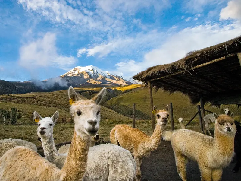 Eine Herde neugieriger Lamas blickt in die Kamera vor der Kulisse des schneebedeckten Vulkans Cotopaxi im Hochland Ecuadors.