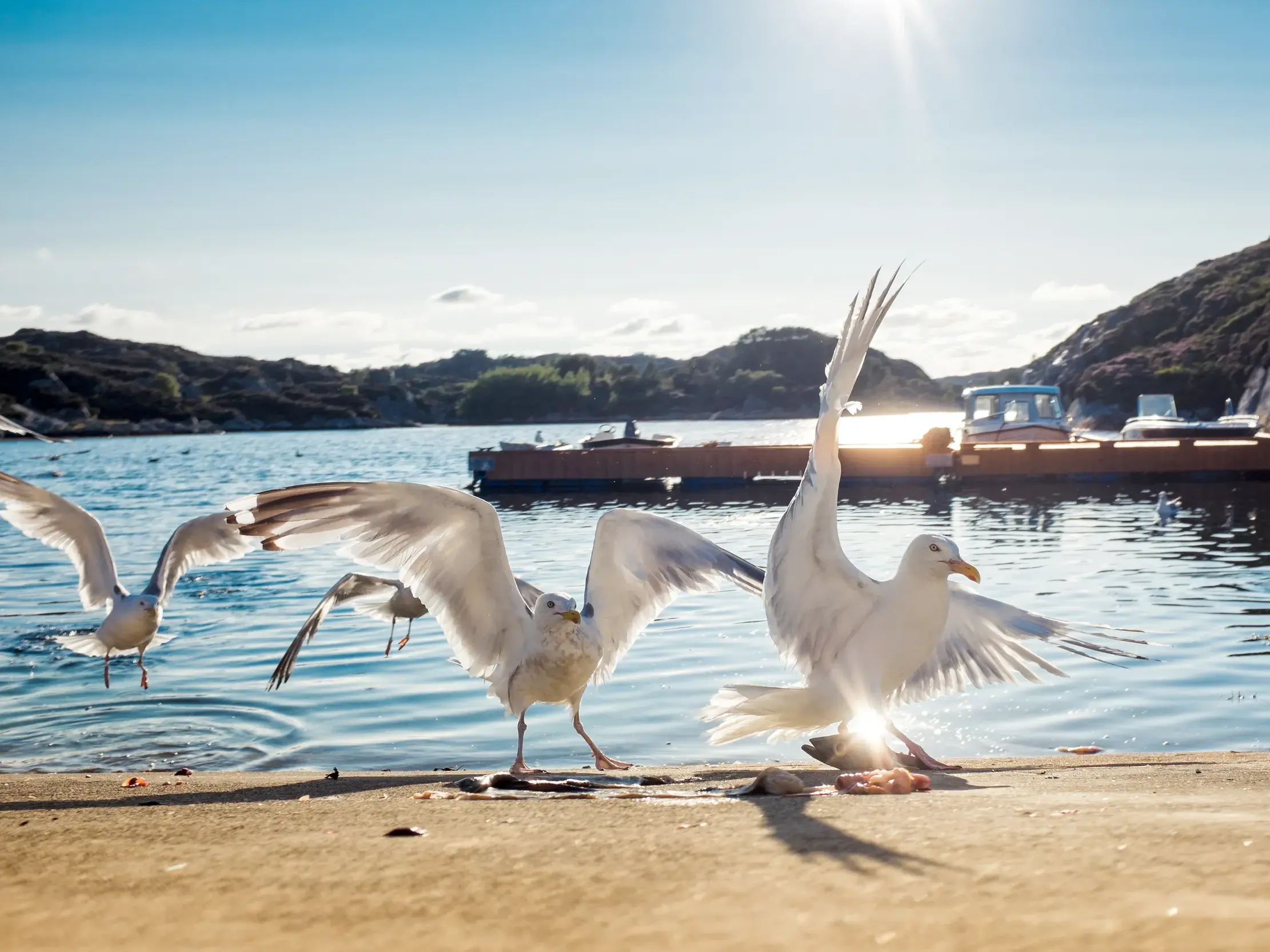 Möwenschwarm an einem sonnigen Bootssteg in der norwegischen Schärenküste, ein Vogel breitet elegant seine Flügel aus.