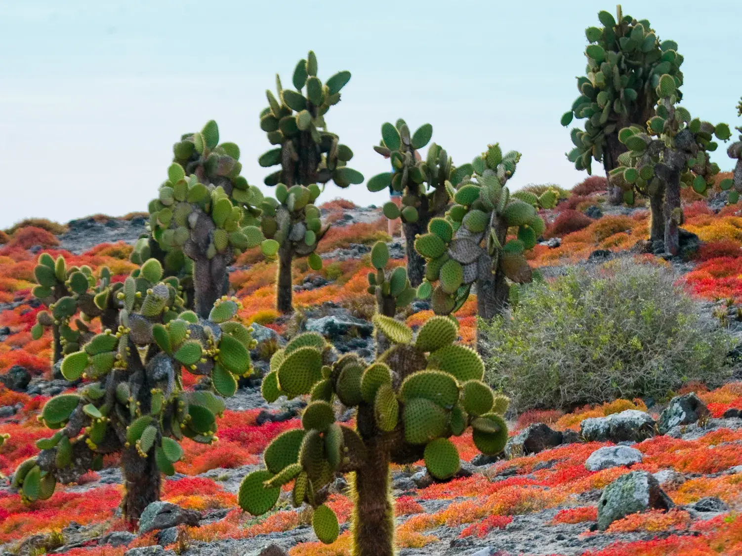 Hohe Opuntia-Kakteen auf der Galápagos-Insel Plaza Sur, umgeben von einem leuchtend roten Teppich aus Sesuviumpflanzen.