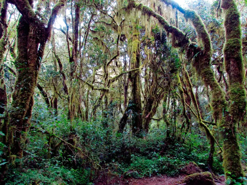 Ein Wanderweg führt durch den dichten, moosbewachsenen Regenwald auf der Machame-Route am Kilimanjaro.