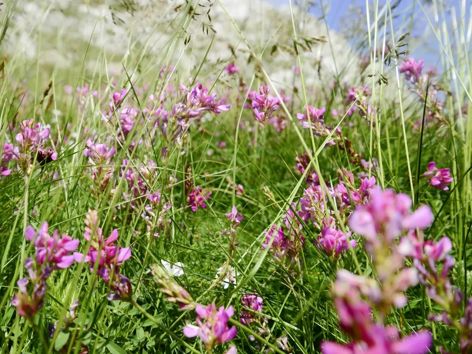 Üppige Bergwiese mit blühenden, lila Wildblumen und hohen Gräsern im Durmitor-Nationalpark in Montenegro.
