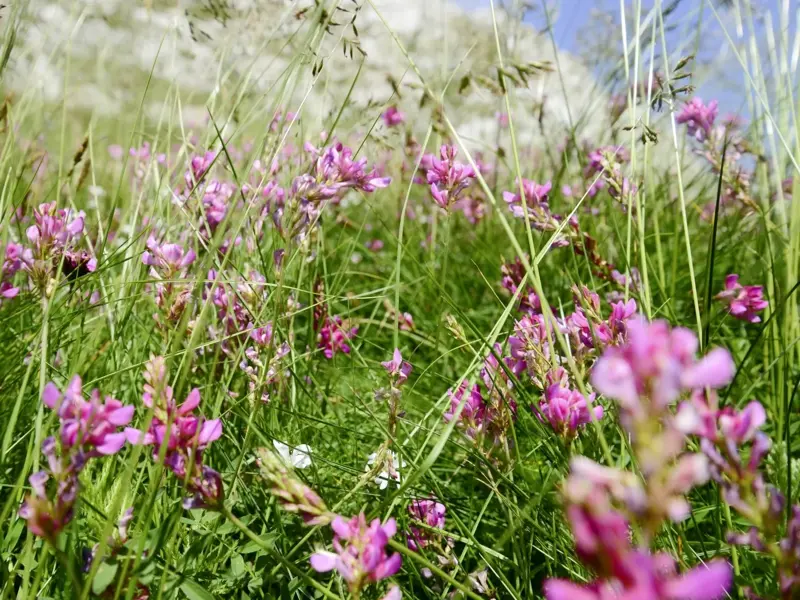 Üppige Bergwiese mit blühenden, lila Wildblumen und hohen Gräsern im Durmitor-Nationalpark in Montenegro.