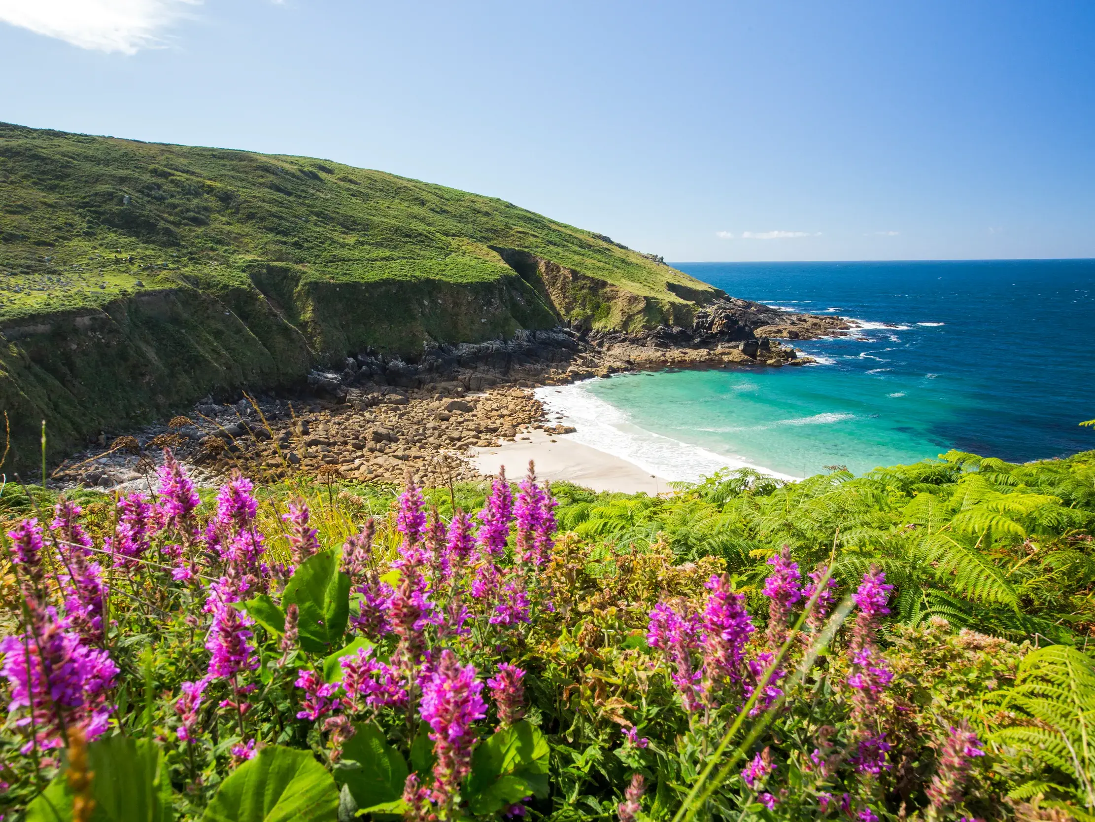 Lila Wildblumen an der grünen Steilküste von Cornwall mit malerischem Blick auf eine Sandbucht und das türkisfarbene Meer.
