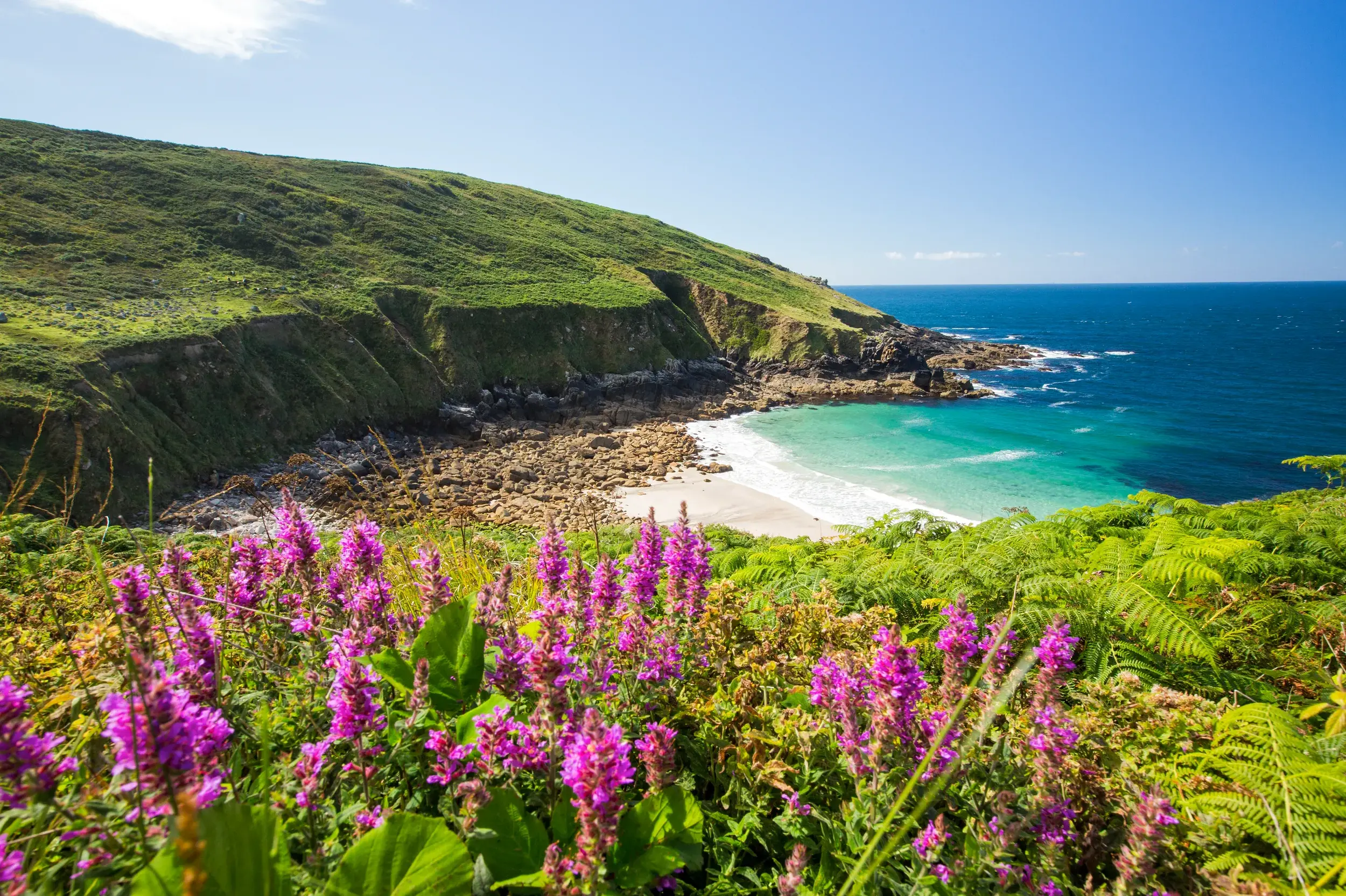 Lila Wildblumen an der grünen Steilküste von Cornwall mit malerischem Blick auf eine Sandbucht und das türkisfarbene Meer.