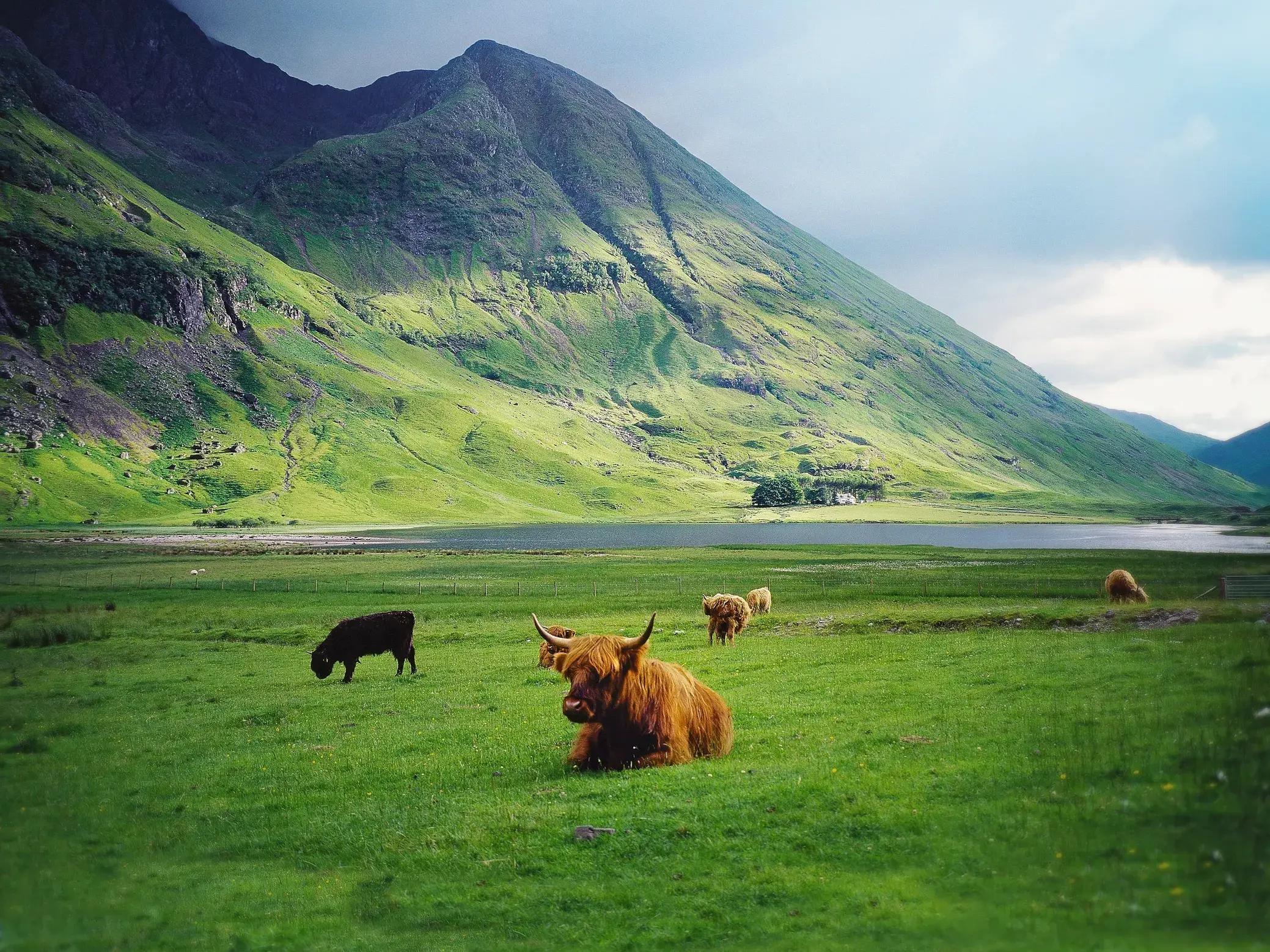Ein Hochlandrind mit langen Hörnern ruht auf einer Weide im Tal von Glen Coe vor der imposanten Bergkulisse der Highlands.