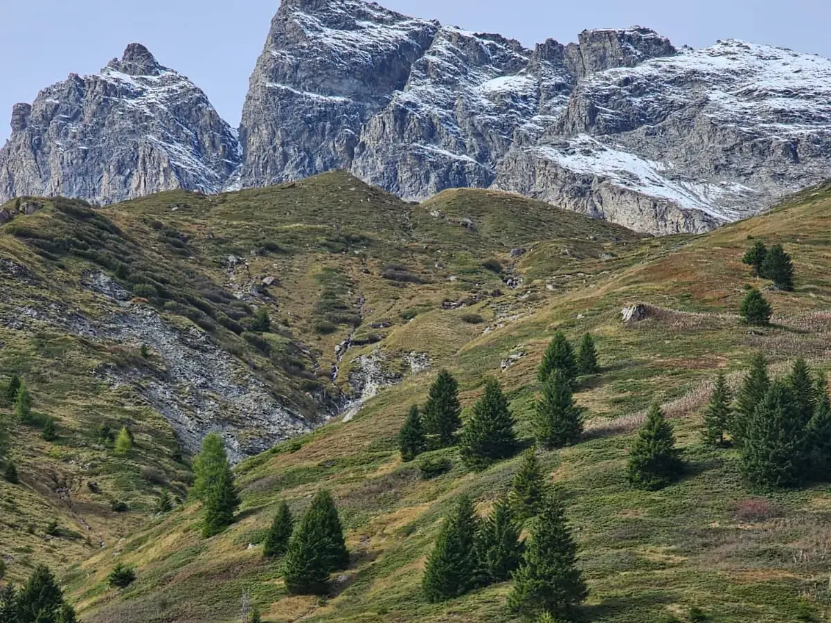 Grüne Almwiesen mit vereinzelten Nadelbäumen vor einer schroffen, schneebedeckten Bergkette in den Graubündner Alpen.