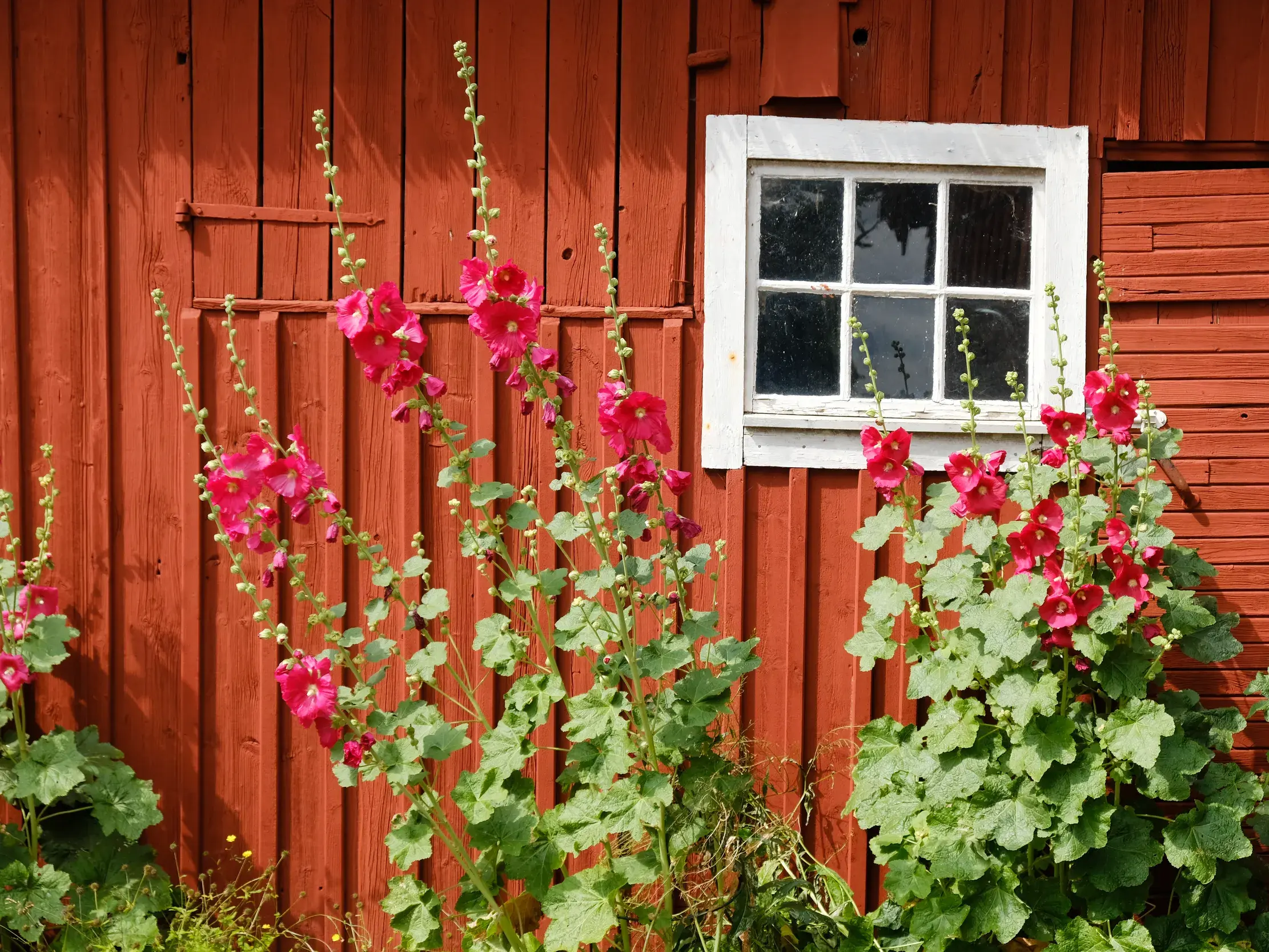 Üppige Stockrosen blühen vor einem traditionellen roten Holzhaus im Freilichtmuseum Skansen in Stockholm.