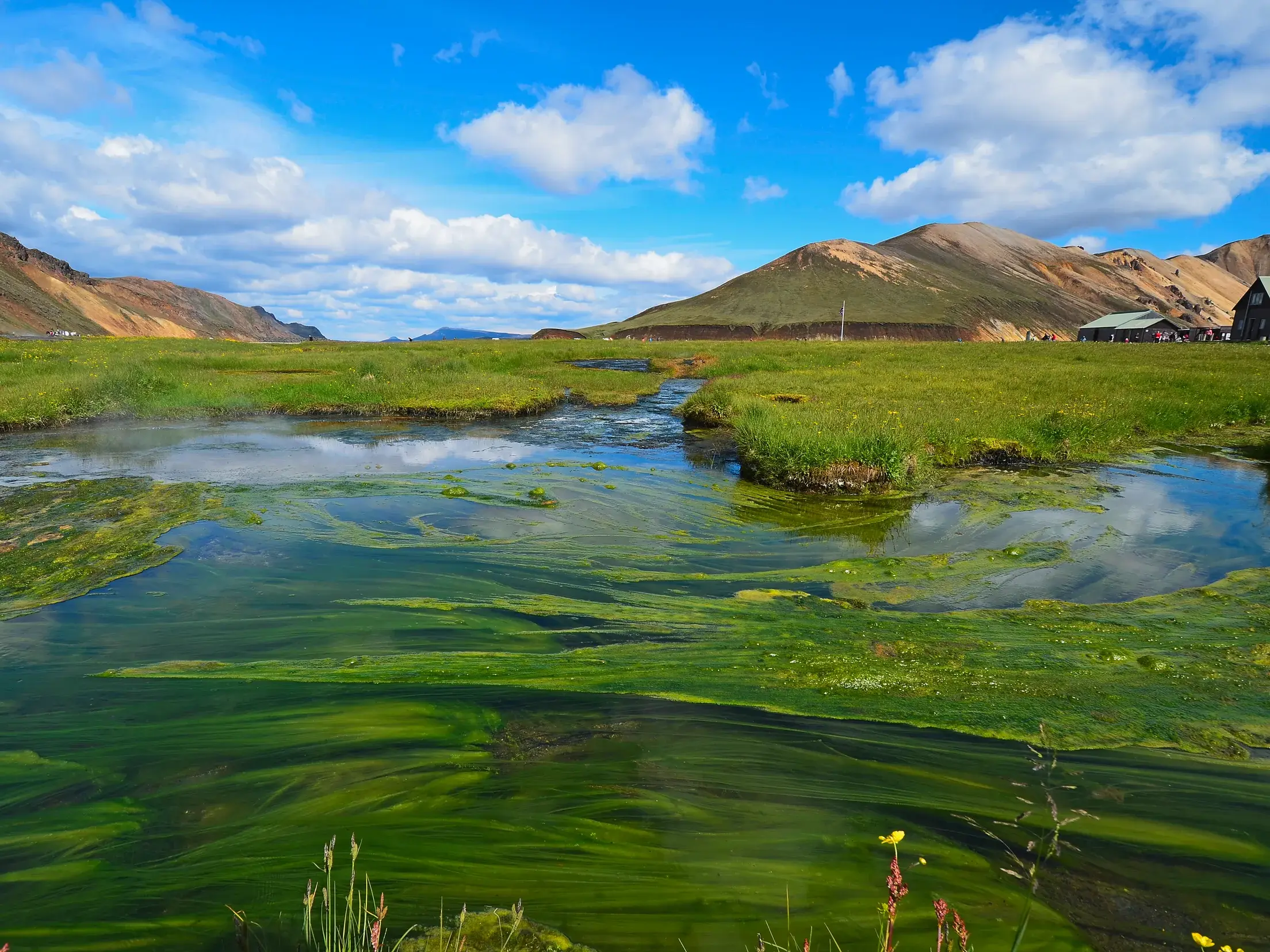 Leuchtend grüne Wasserpflanzen in einem Bach im Hochland von Landmannalaugar, umgeben von bunten Rhyolithbergen in Island.