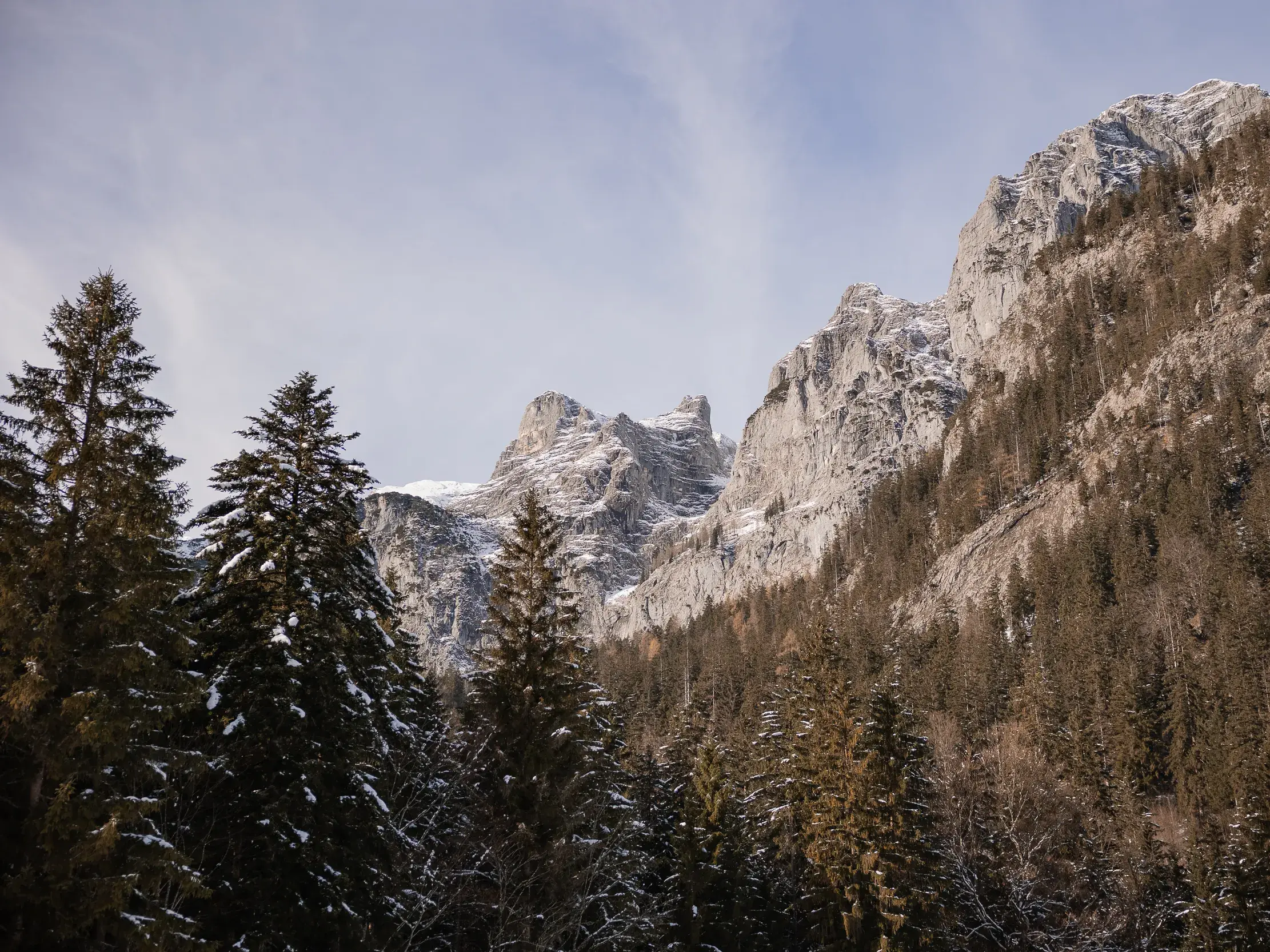 Blick durch verschneite Tannen im Wimbachgries auf die majestätischen, schneebedeckten Gipfel der Berchtesgadener Alpen.