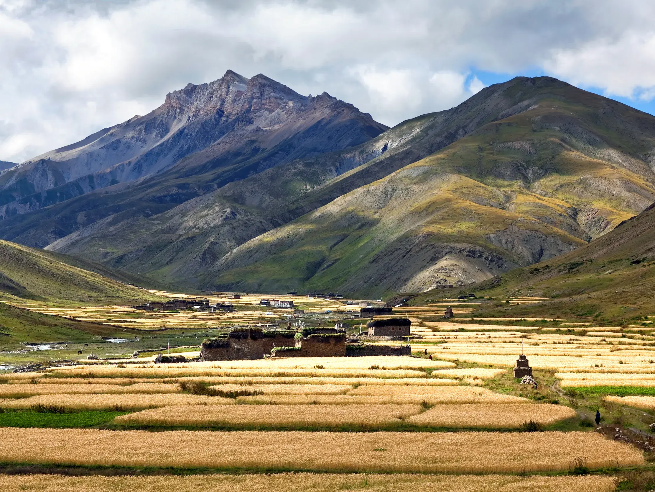 Weites Tal in der Dolpo-Region Nepals mit dem Dorf Dho Tarap, umgeben von goldenen Gerstenfeldern und hohen Himalaya-Gipfeln.
