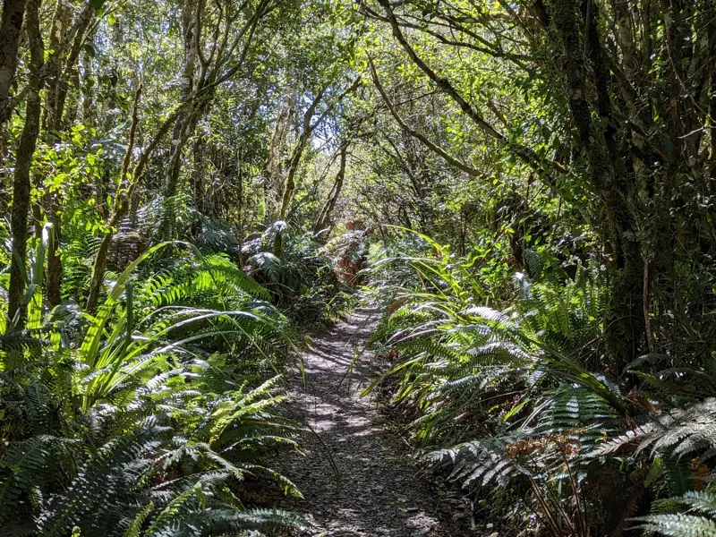 Schmaler Wanderpfad führt durch den dichten, sonnendurchfluteten Urwald auf dem Heaphy Track in Neuseeland.