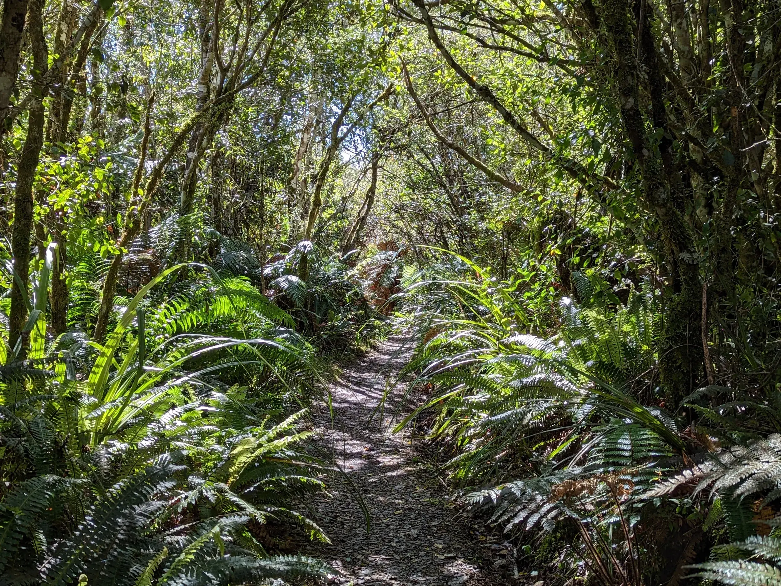 Ein schmaler, schattiger Wanderpfad führt durch den dichten, grünen Urwald Neuseelands, gesäumt von üppigen Farnen.