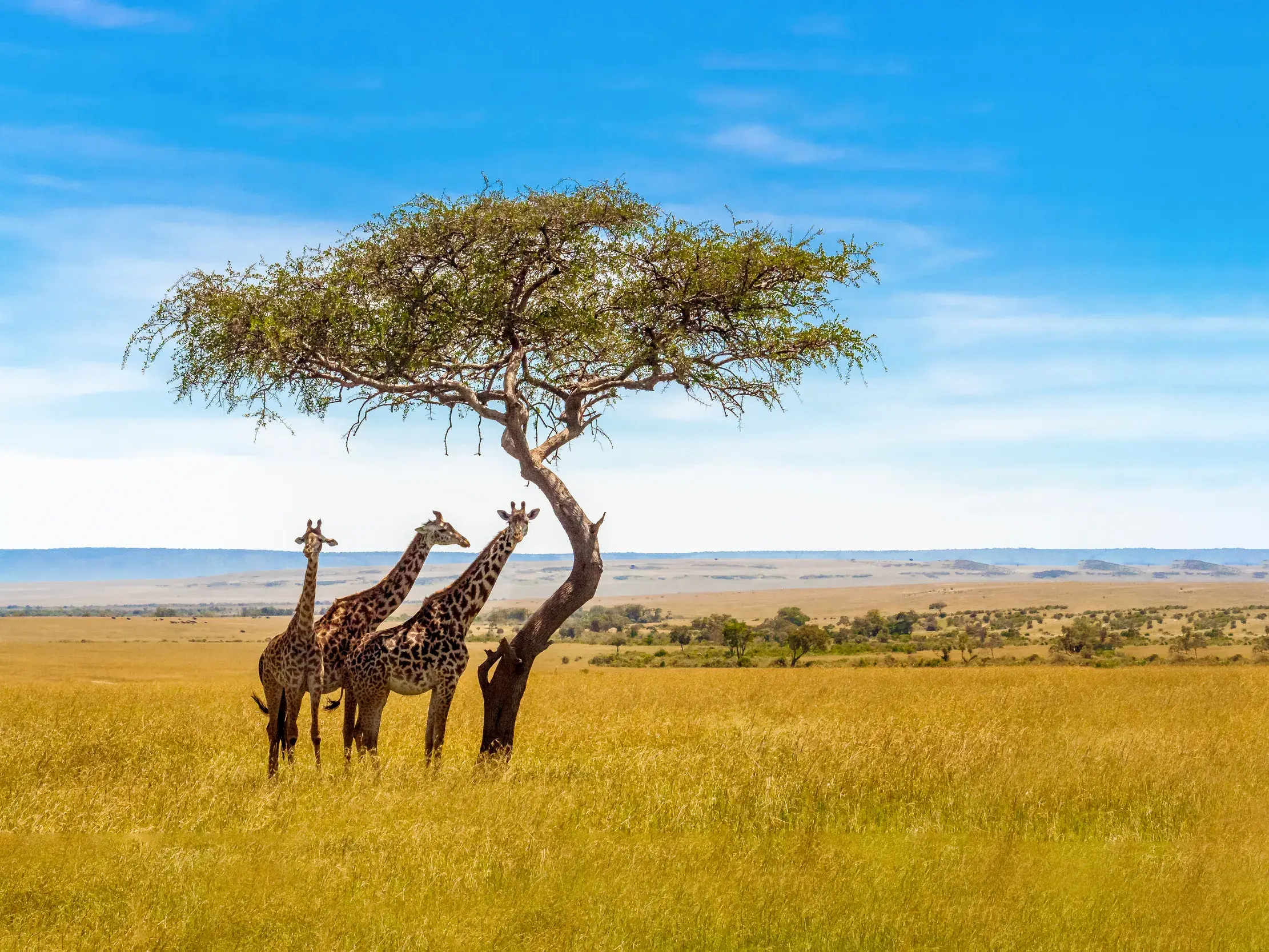 Drei Giraffen stehen im Schatten einer einzelnen Akazie in der endlosen, goldgelben Savanne des südlichen Afrikas.