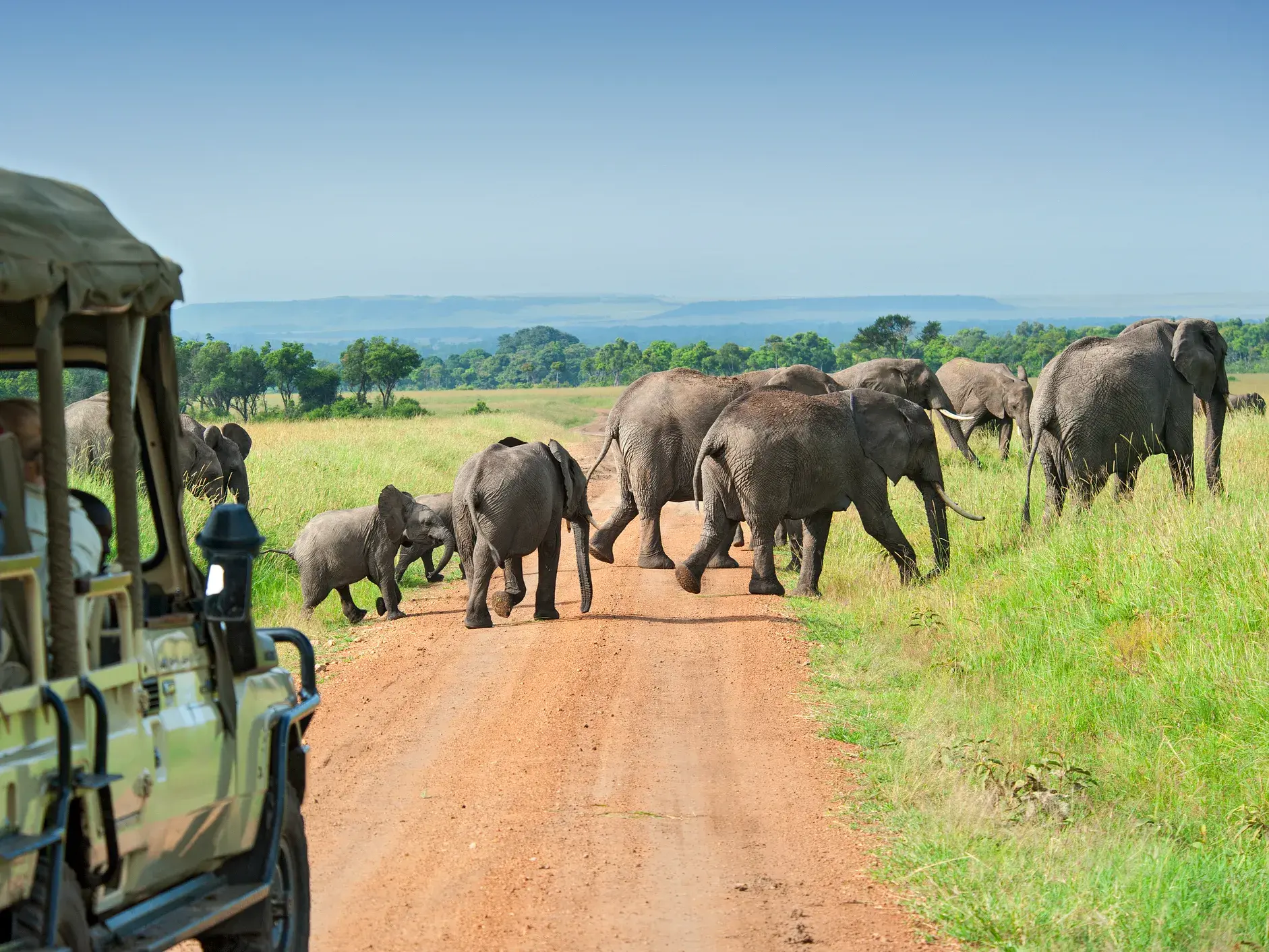 Eine Elefantenherde mit Jungtieren überquert eine Piste vor dem Safari-Jeep einer Kleingruppenreise im Krüger-Nationalpark.