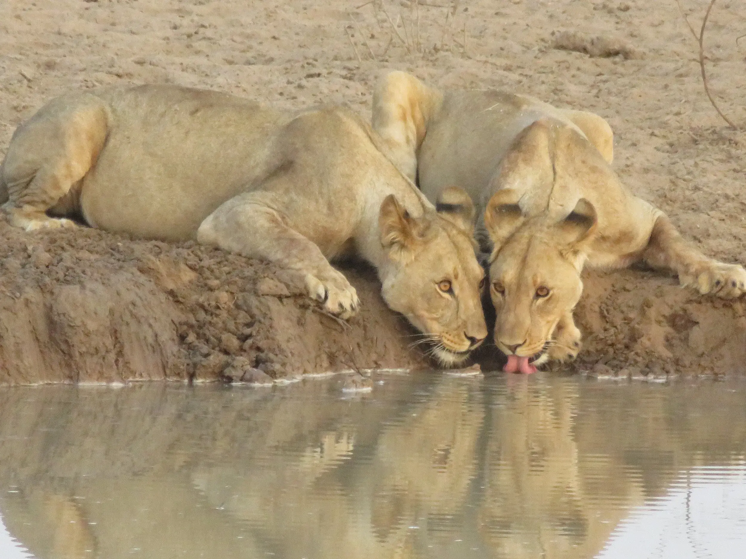 Zwei Löwinnen ruhen nah beieinander am lehmigen Ufer eines Wasserlochs und trinken bei einer Safari im Chobe-Nationalpark.