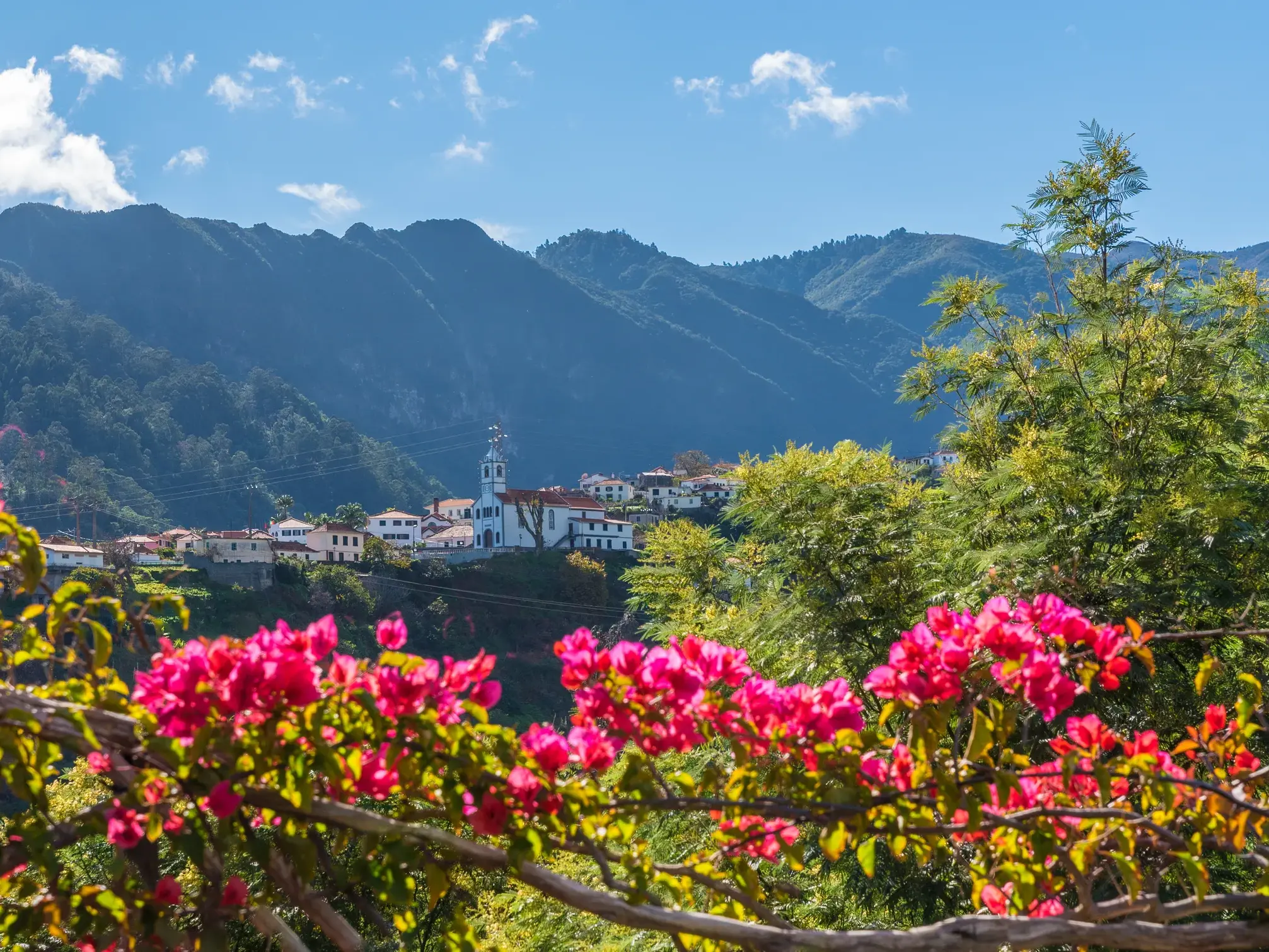Blick über blühende, pinke Bougainvillea auf das Dorf São Vicente mit seiner Kirche in der grünen Berglandschaft Madeiras.