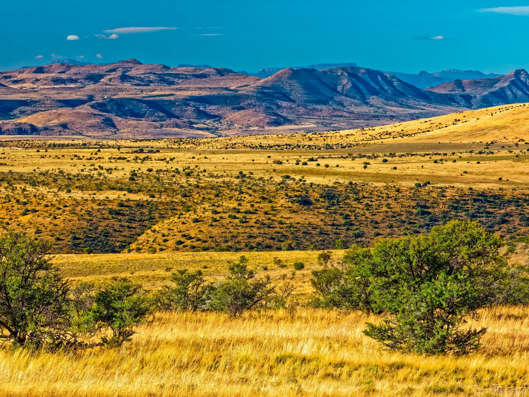 Weite, goldgelbe Graslandschaft im Mountain-Zebra-Nationalpark in Südafrika mit schroffen Bergen der Karoo am Horizont.