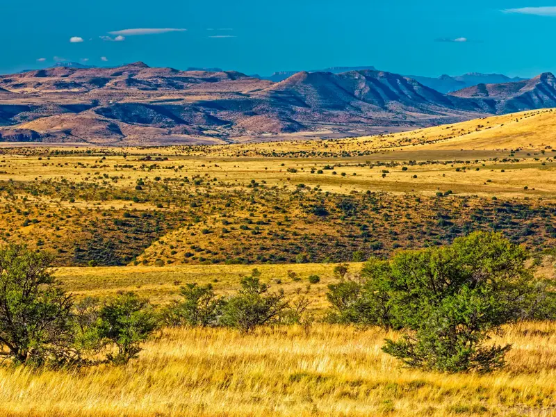 Weite, goldgelbe Graslandschaft im Mountain-Zebra-Nationalpark in Südafrika mit schroffen Bergen der Karoo am Horizont.