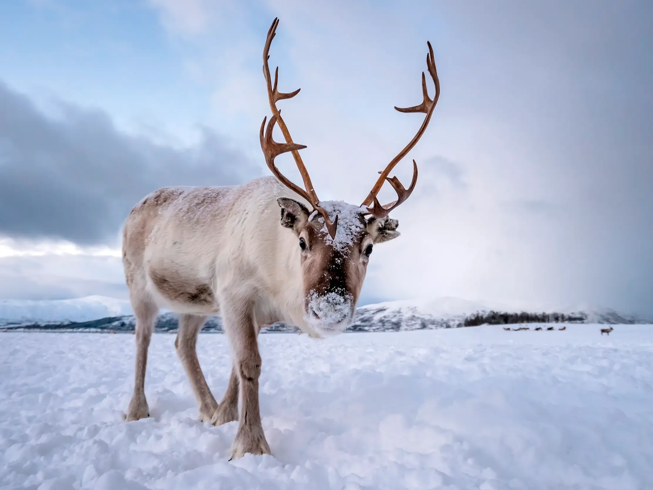 Rentier mit stattlichem Geweih im tiefen Schnee der arktischen Winterlandschaft in Lappland