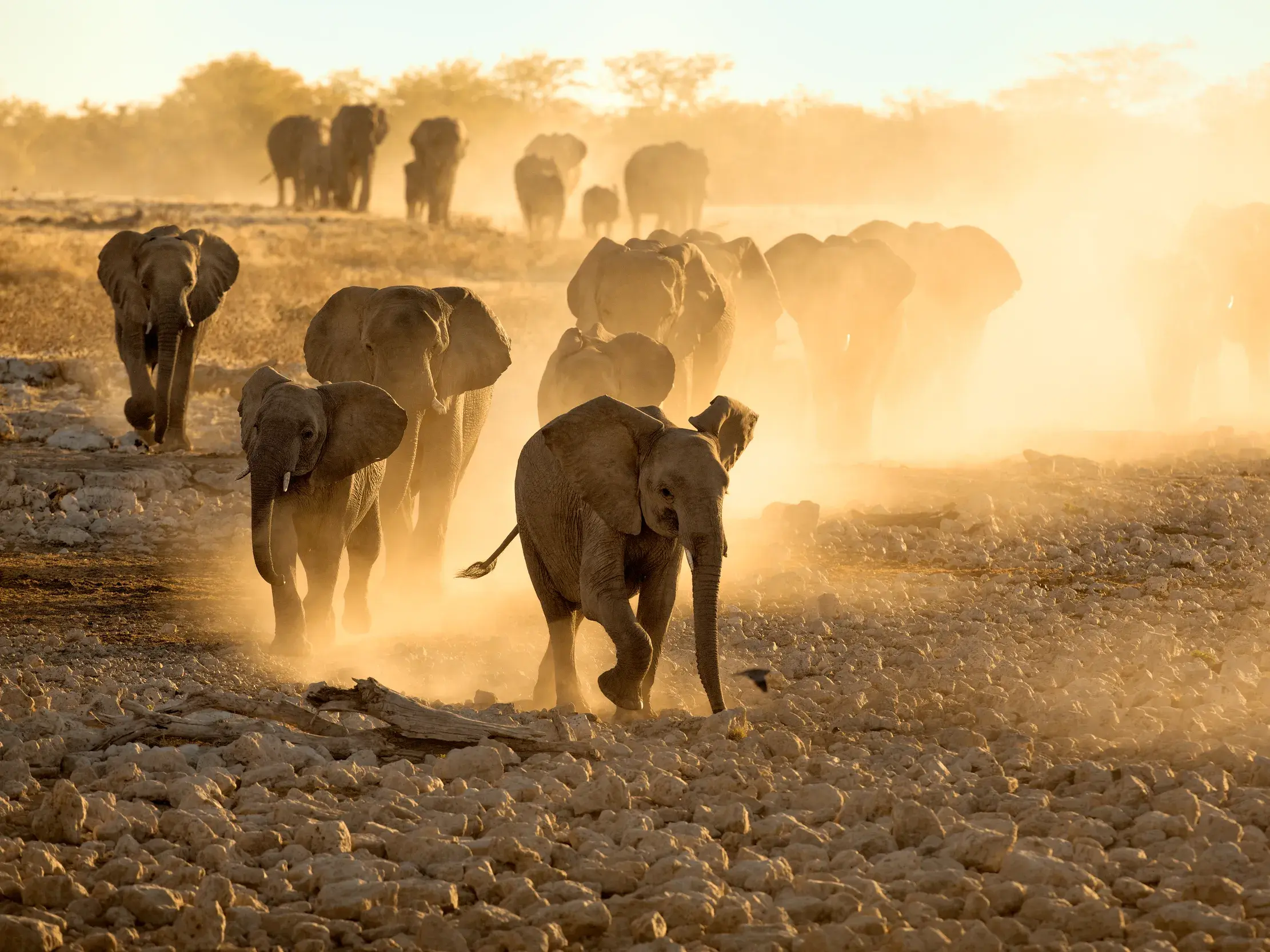 Eine große Elefantenherde mit Jungtieren durchquert im goldenen Abendlicht die staubige Savanne des Etoscha-Nationalparks.