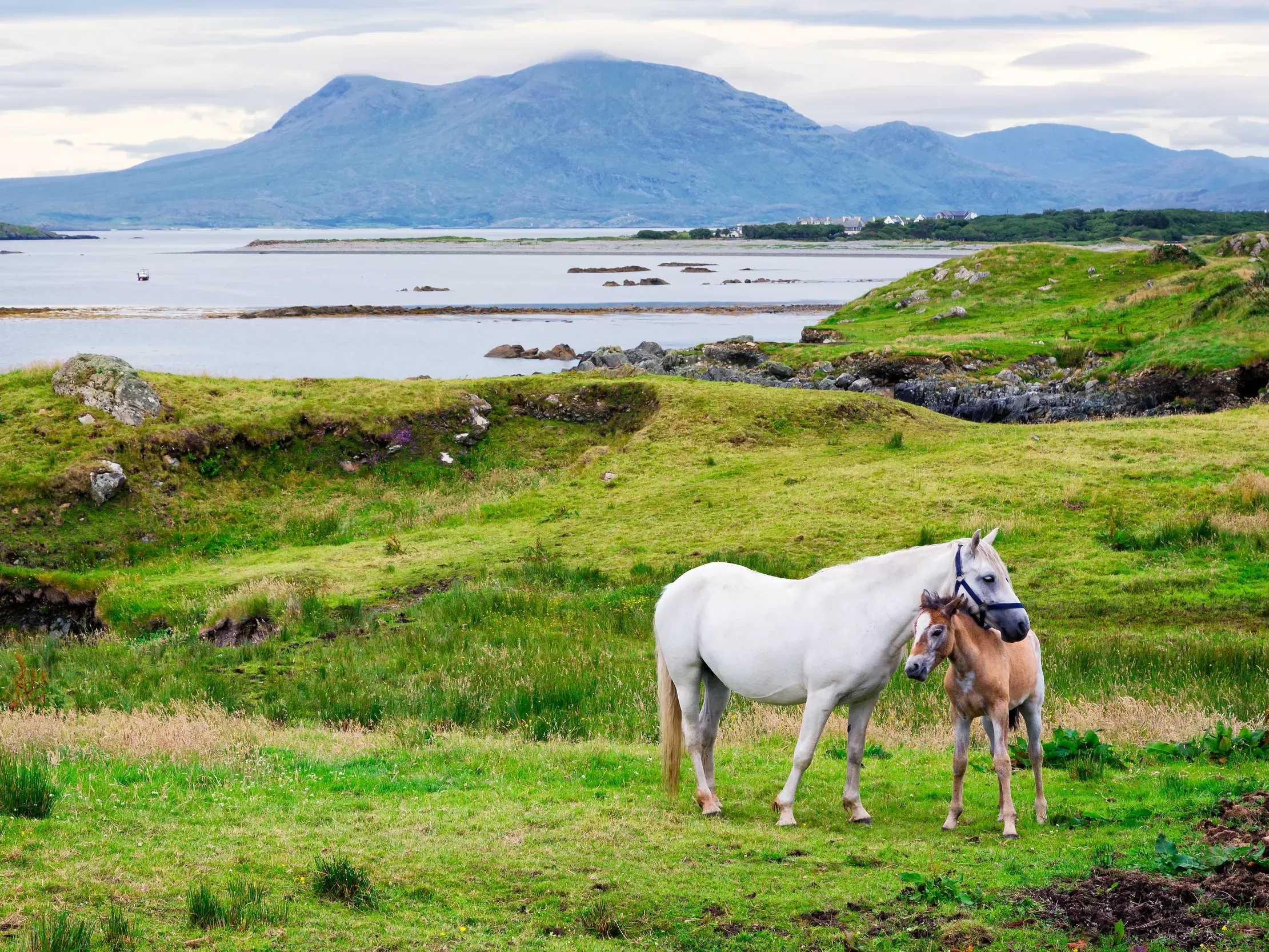 Eine weiße Stute und ihr braunes Fohlen auf einer Wiese in der wildromantischen Küstenlandschaft von Connemara in Irland.