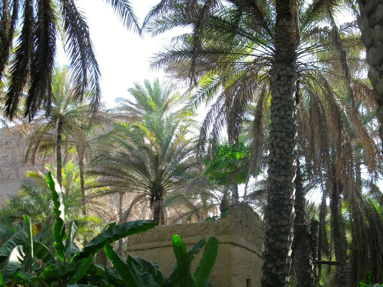 Üppig grüne Palmen in der Bergoase Misfat Al Abreyeen im Oman, durch die das helle Sonnenlicht scheint.
